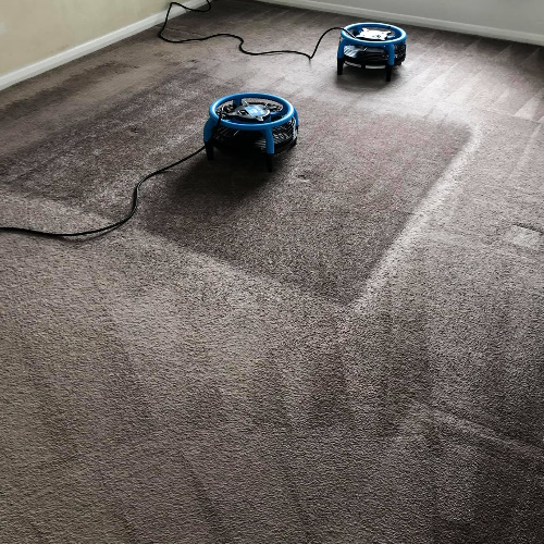 Drying Wet Carpet in Brisbane