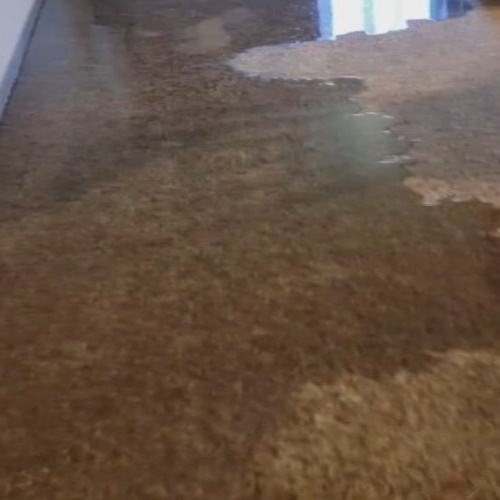 Wet Carpet Cleaning Brisbane